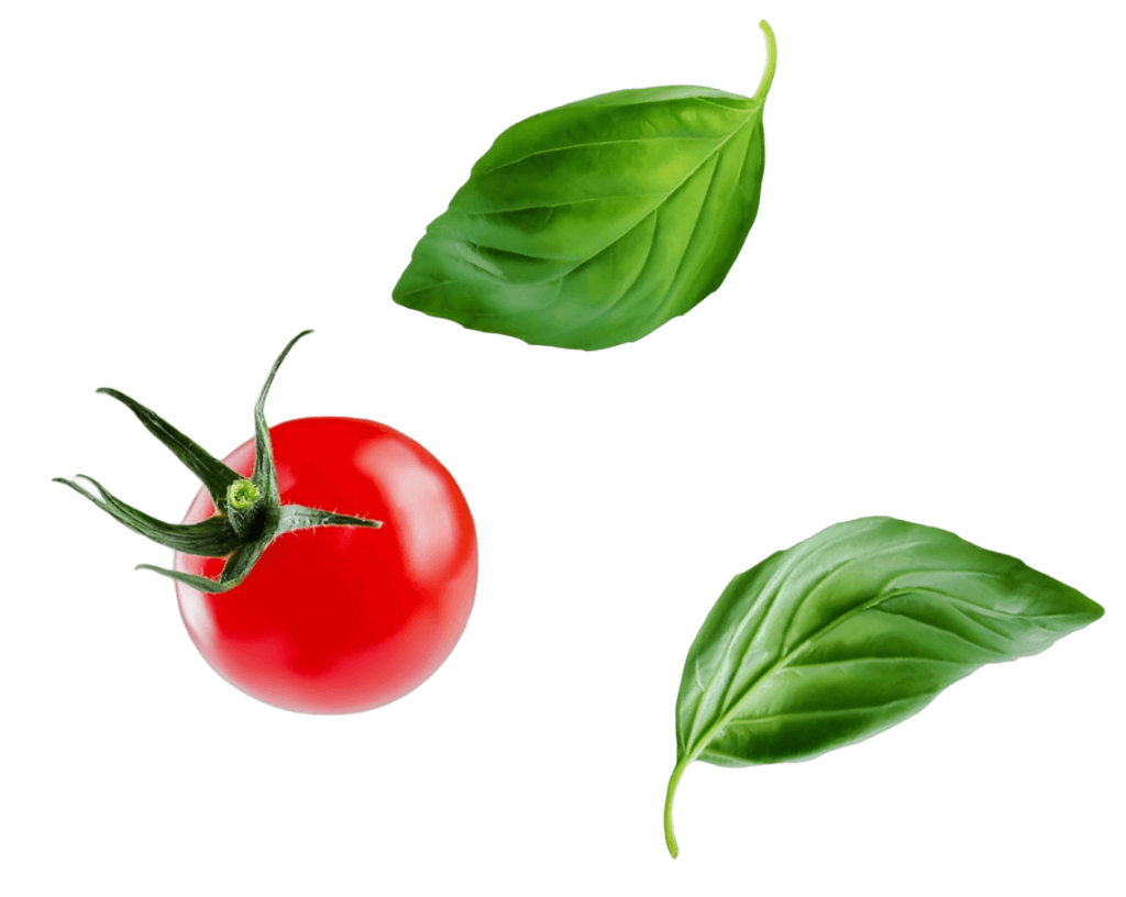basic tomato 2